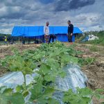 Dampak Cuaca Ekstrem Hidrometeorologi, Petani Semangka di Lampung Terancam Gagal Panen