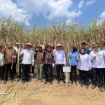 PANEN TEBU DI REGISTER 44 JADI MOMENTUM KEBANGKITAN EKONOMI MASYARAKAT WAY KANAN